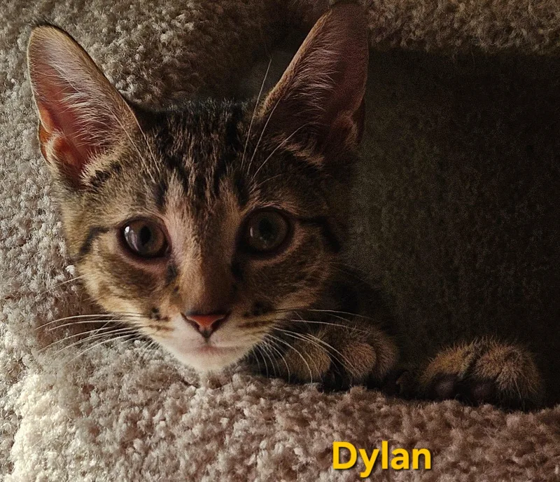 Dylan thumbnail 4