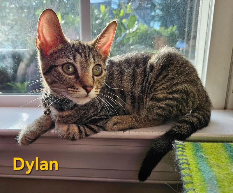Dylan thumbnail 6