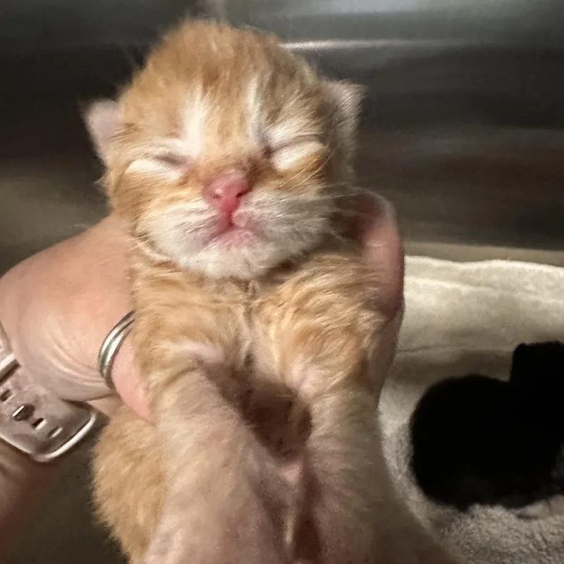 A baby small-sized male Orange / Red Domestic Short Hair cat named Lime for adoption in Enfield, NH