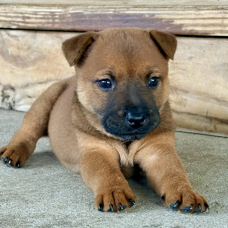 A baby medium-sized female Yellow / Tan / Blond / Fawn Australian Cattle Dog / Blue Heeler dog named Cappy for adoption in Liverpool, TX