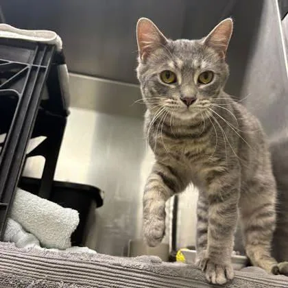 A young small-sized male Domestic Short Hair cat named Lincoln for adoption in New Hope, PA