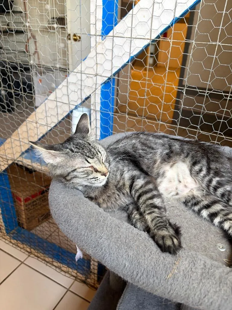 A young small-sized female Domestic Long Hair cat named Mo'at for adoption in Big Spring, TX