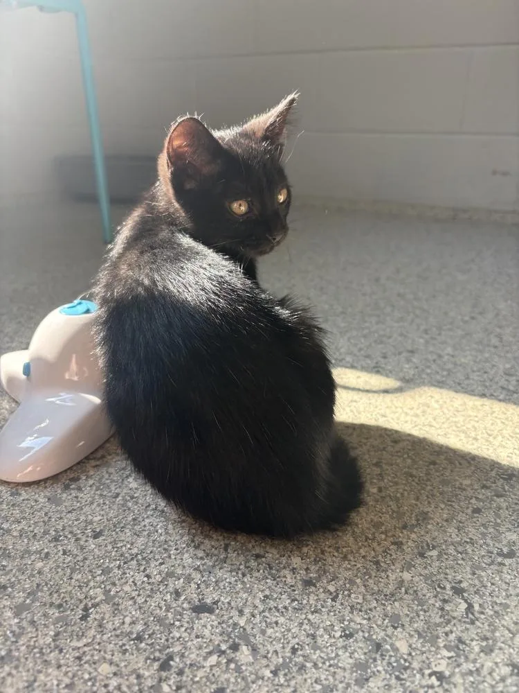 A baby small-sized male Black Domestic Short Hair cat named Venus for adoption in Bowling Green, OH