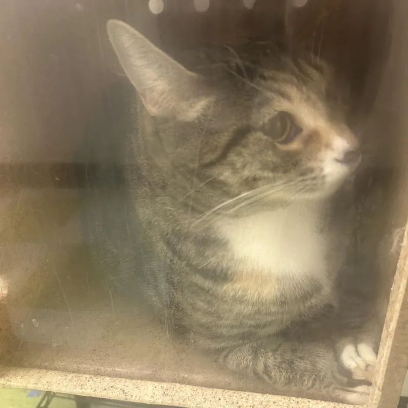 A young extra large-sized female Calico Domestic Short Hair cat named Myra for adoption in Philadelphia, PA