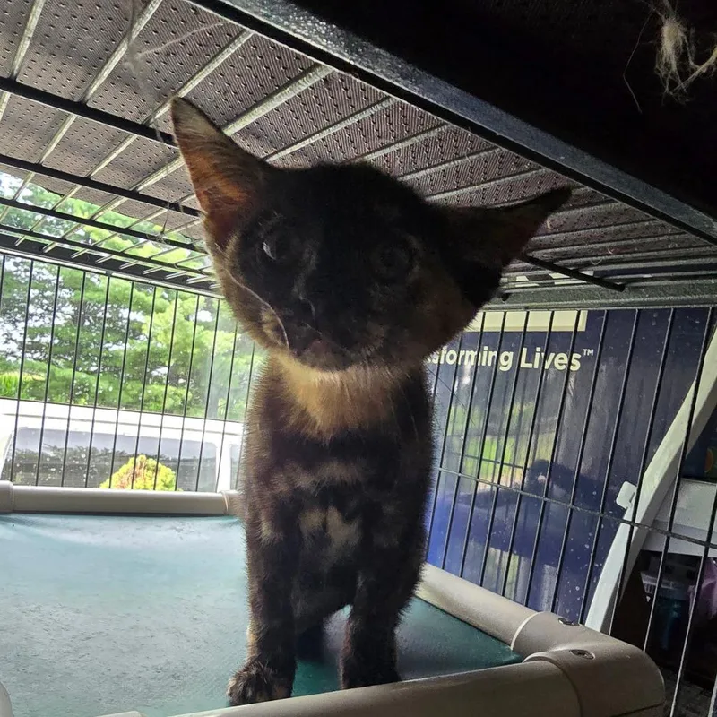 A baby small-sized female Tortoiseshell Domestic Short Hair cat named Wednesday for adoption in Hanna City, IL