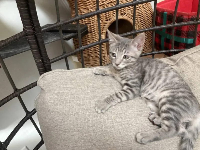 A young medium-sized male Tabby (Gray / Blue / Silver) Domestic Short Hair cat named Jesse for adoption in Philadelphia, PA