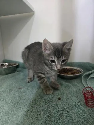 A baby small-sized female Domestic Short Hair cat named Aurora for adoption in Savannah, GA