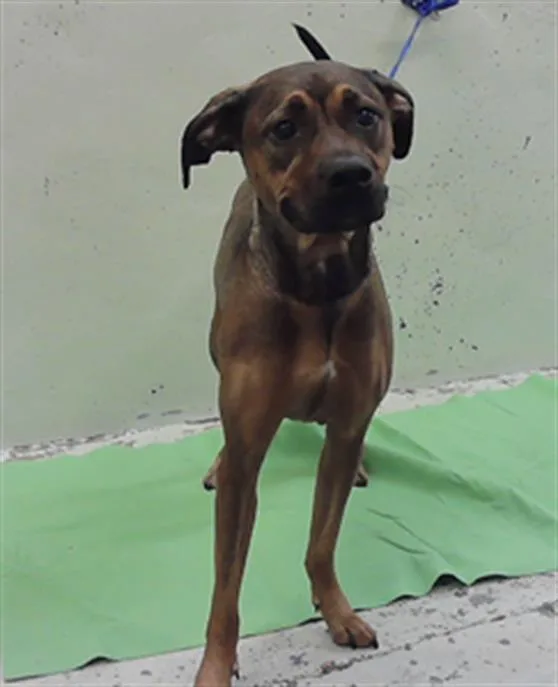 An adult large-sized female Rhodesian Ridgeback dog named Ruby for adoption in Houston, TX