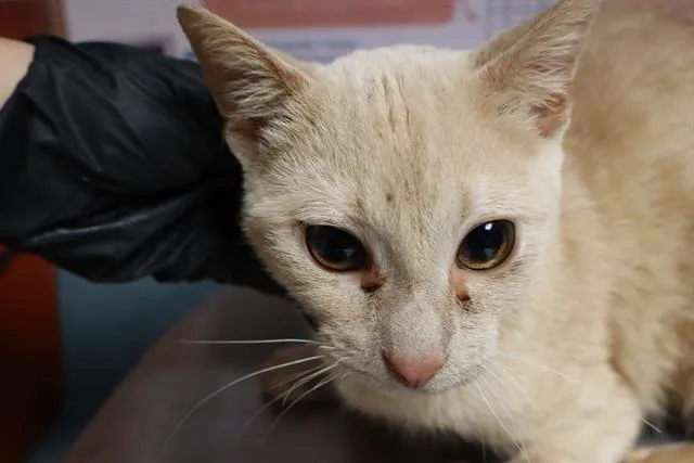 A young medium-sized female Domestic Short Hair cat named Ducky for adoption in Columbia, SC