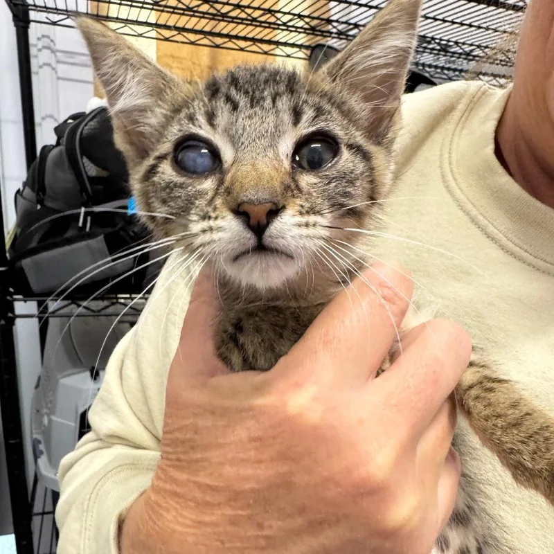 A baby small-sized female Brown / Chocolate Domestic Short Hair cat named Toucan for adoption in Long Beach, CA
