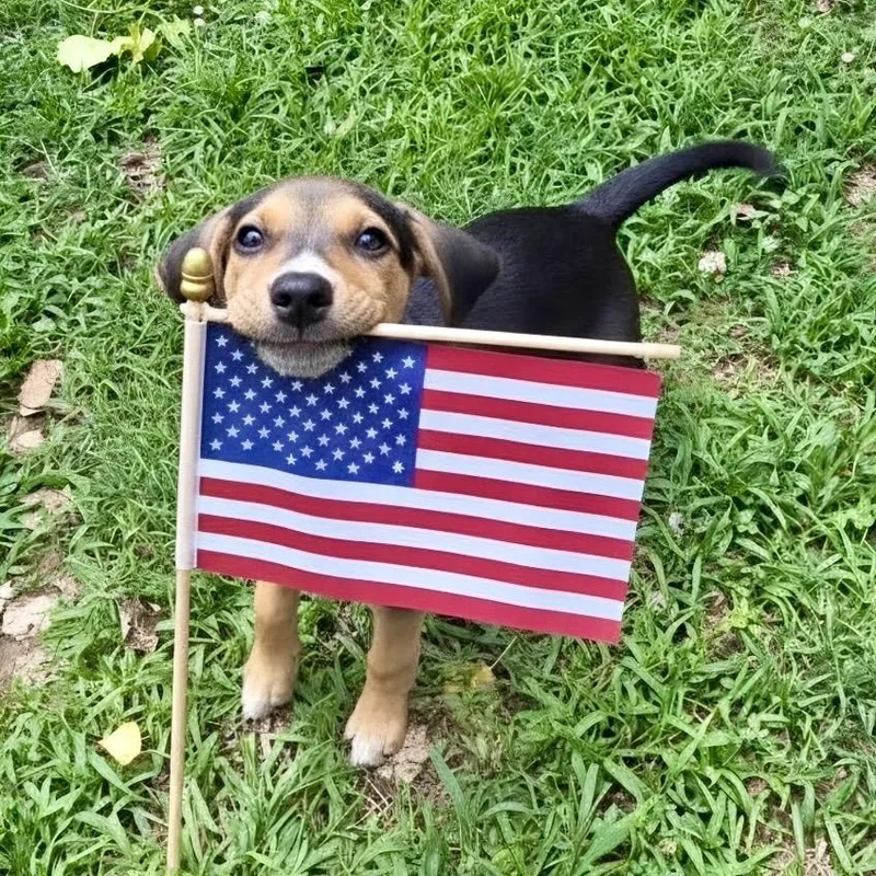 A baby medium-sized female Hound dog named Janis Joplin for adoption in Richmond, VA