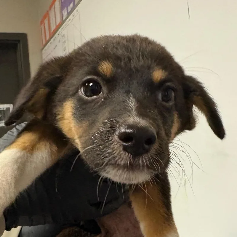 A baby small-sized female Black Shepherd dog named Hannah for adoption in Yuma, AZ