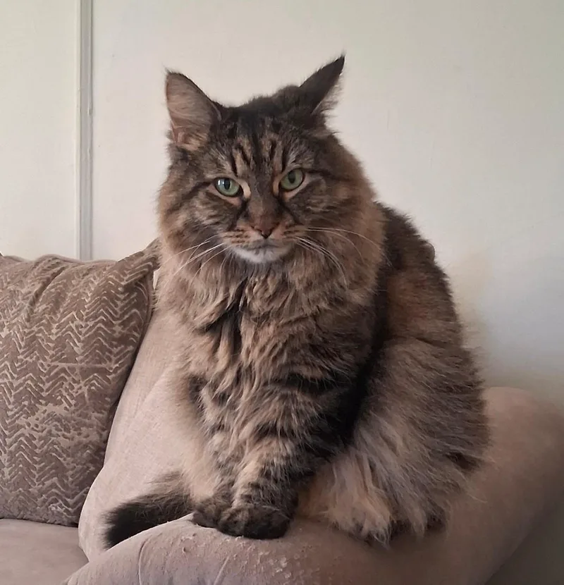 Cashmere thumbnail 2