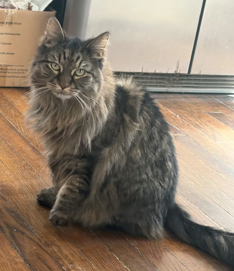 Cashmere thumbnail 3