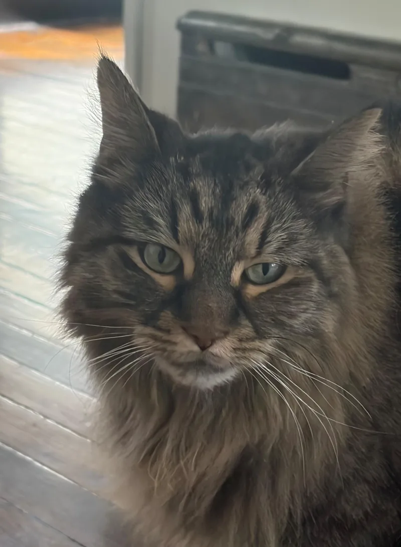 Cashmere thumbnail 4