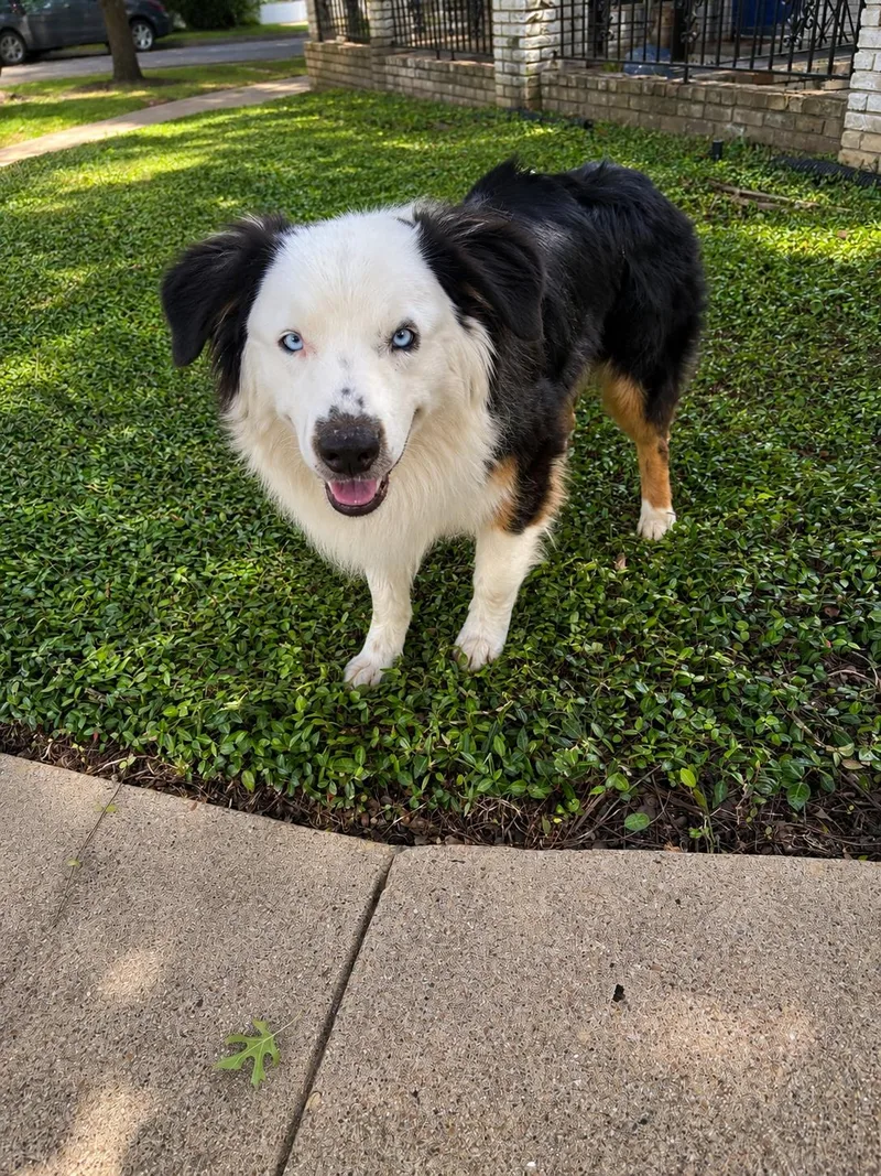 A young medium-sized male Australian Shepherd dog named Gregg for adoption in Dallas, TX