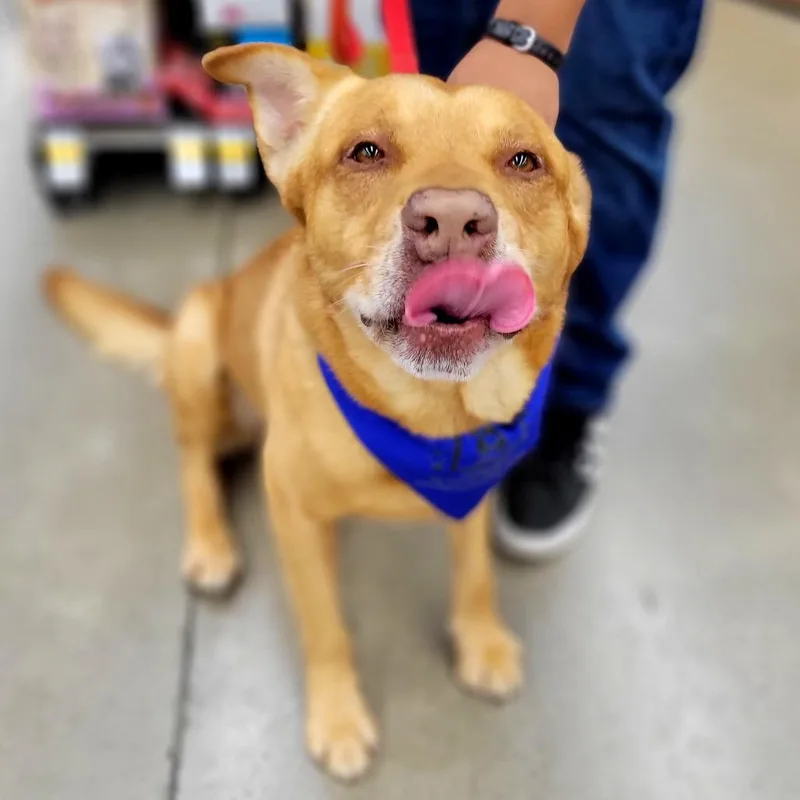 A senior large-sized male Red / Chestnut / Orange Labrador Retriever dog named Loki for adoption in Abilene, TX
