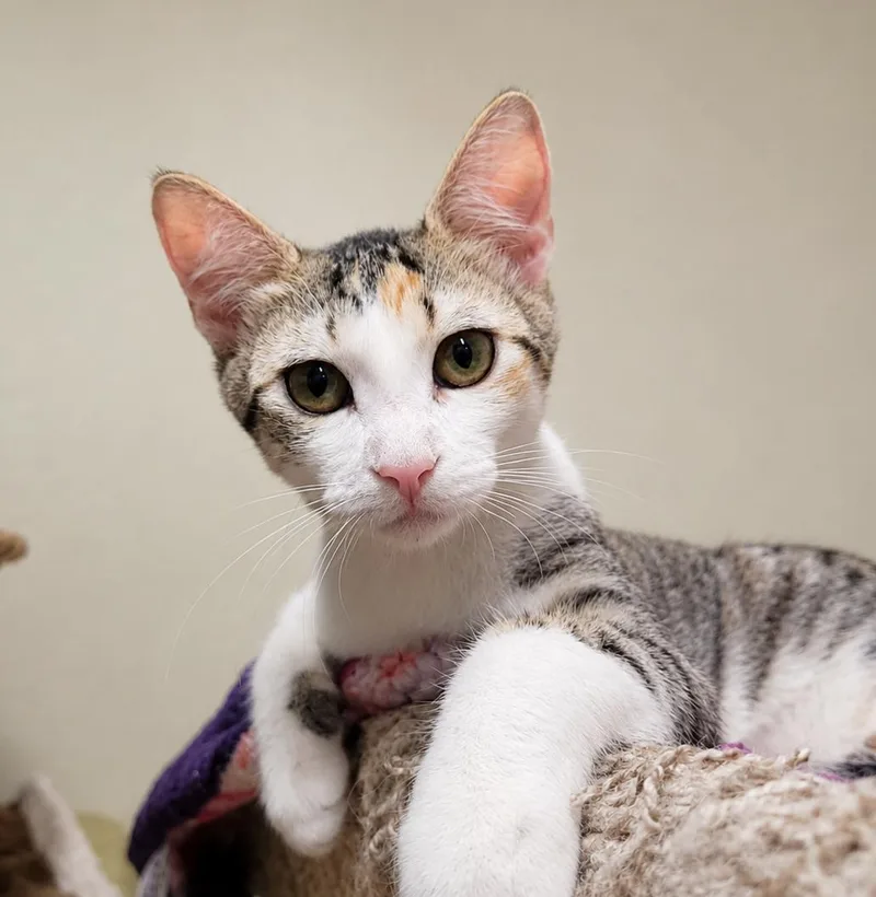 A young medium-sized female Calico Domestic Short Hair cat named Pose for adoption in Lodi, CA