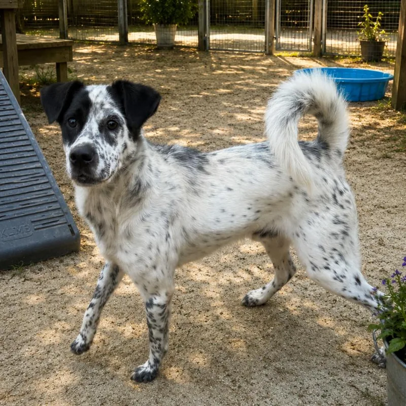 An adult medium-sized male Border Collie dog named Bandit for adoption in Columbia, SC