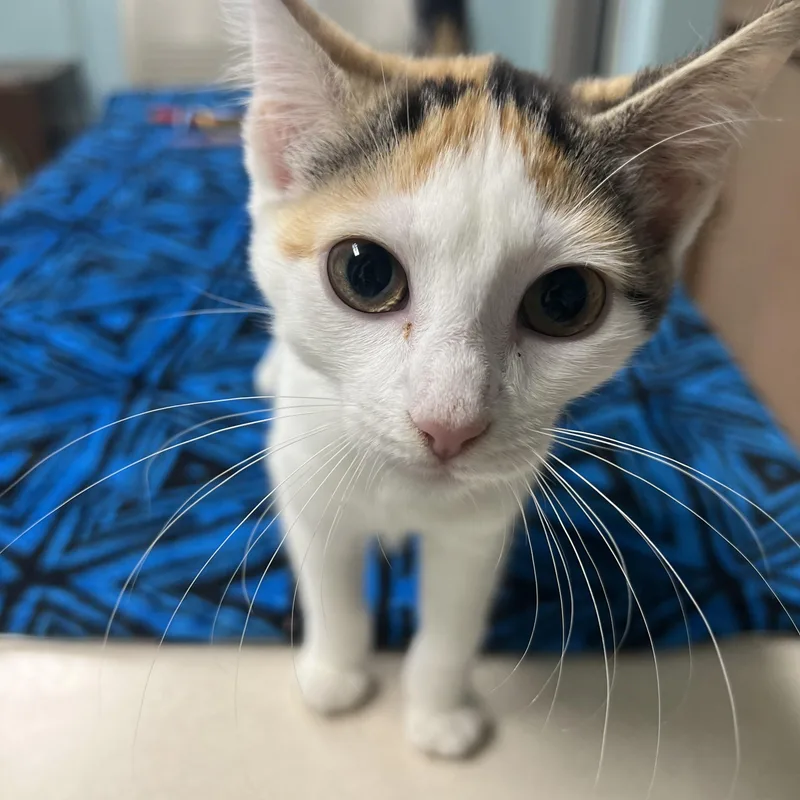 A baby small-sized female Calico Domestic Short Hair cat named Martini for adoption in Media, PA