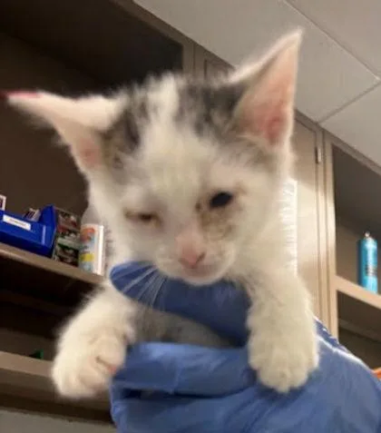 A baby small-sized female Domestic Short Hair cat named Maggie for adoption in Washington, DC