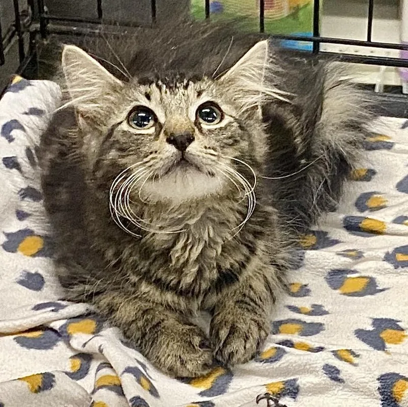 A baby large-sized male Brown / Chocolate Domestic Medium Hair cat named Starfish for adoption in Red Bank, NJ