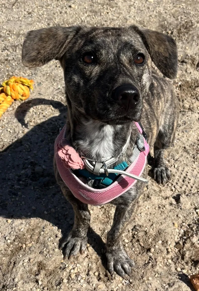 An adult medium-sized female Brindle Dachshund dog named Addie for adoption in Harrison, NY