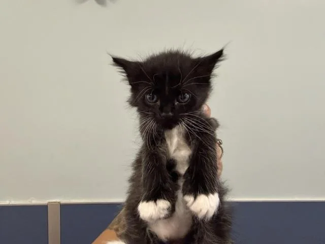 A baby small-sized male Domestic Short Hair cat named Cotton for adoption in Miami, FL