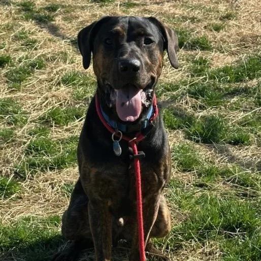 A young large-sized male Black German Shepherd Dog dog named Rodimus for adoption in Manassas, VA