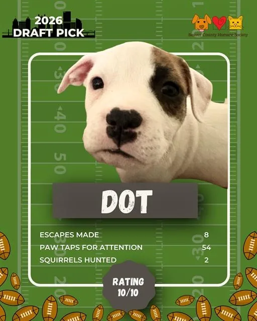 A baby small-sized male German Shepherd Dog dog named Dot for adoption in Aliquippa, PA