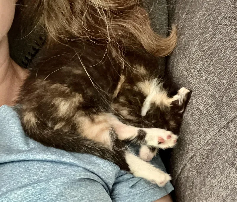 A baby medium-sized female Tortoiseshell Torbie cat named Grace for adoption in Woodbridge, VA