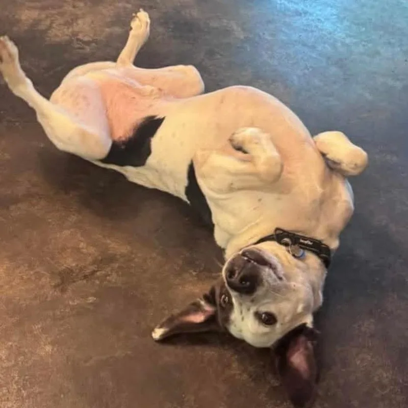 An adult large-sized male German Shorthaired Pointer dog named Perry for adoption in Brainerd, MN