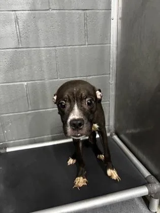 An adult medium-sized male Mixed Breed dog named Nuvie for adoption in West Chester, PA