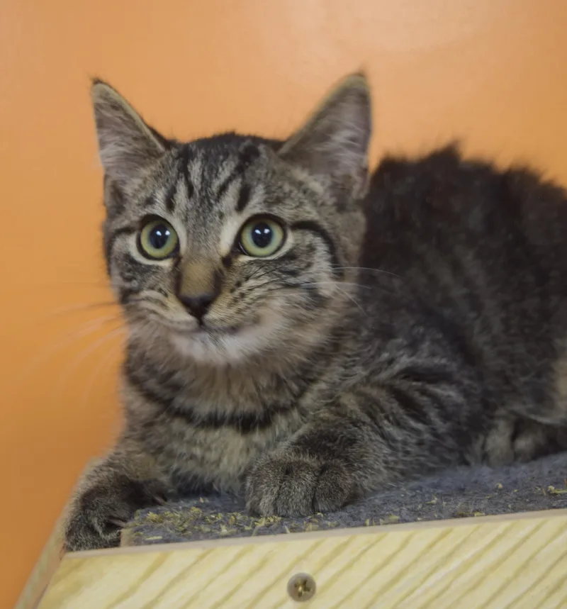 A baby medium-sized male Tabby (Brown / Chocolate) Domestic Short Hair cat named Flint for adoption in Muncie, IN