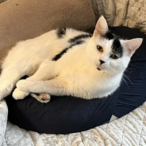 A young medium-sized female Black & White / Tuxedo Domestic Short Hair cat named Panda for adoption in West Richland, WA