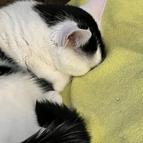 Panda thumbnail 3