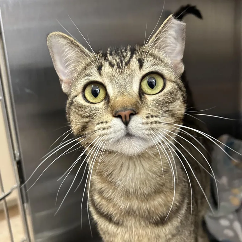 A young medium-sized male Domestic Short Hair cat named Bucket for adoption in Los Angeles, CA