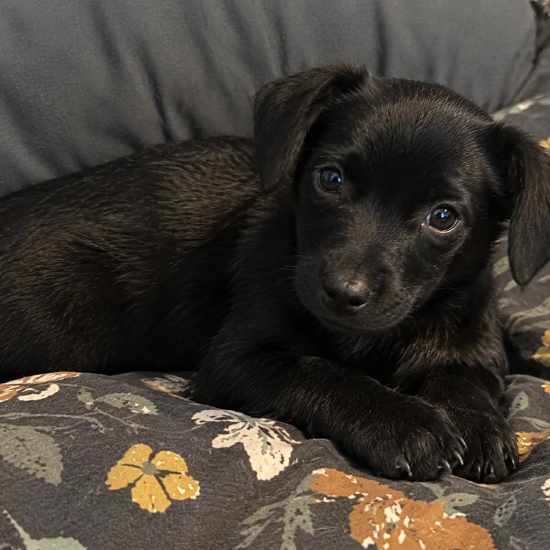 A baby small-sized female Black Chihuahua dog named Dolly for adoption in Cashmere, WA