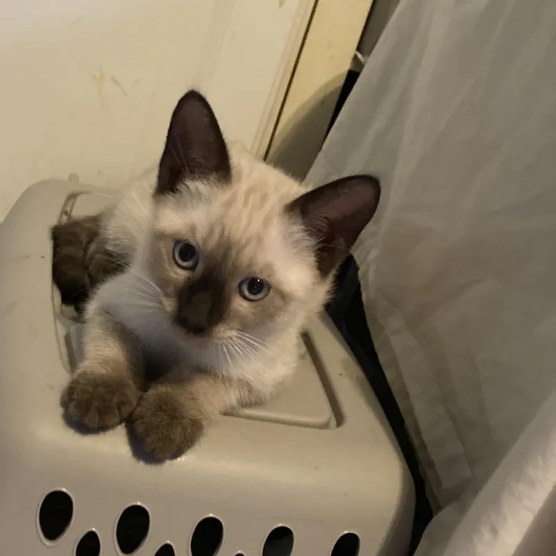 A baby small-sized male Buff / Tan / Fawn Siamese cat named Cassian JA for adoption in Tallahassee, FL