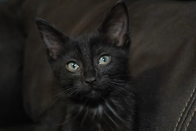 A baby small-sized male Domestic Short Hair cat named Dakeida for adoption in Colorado Springs, CO