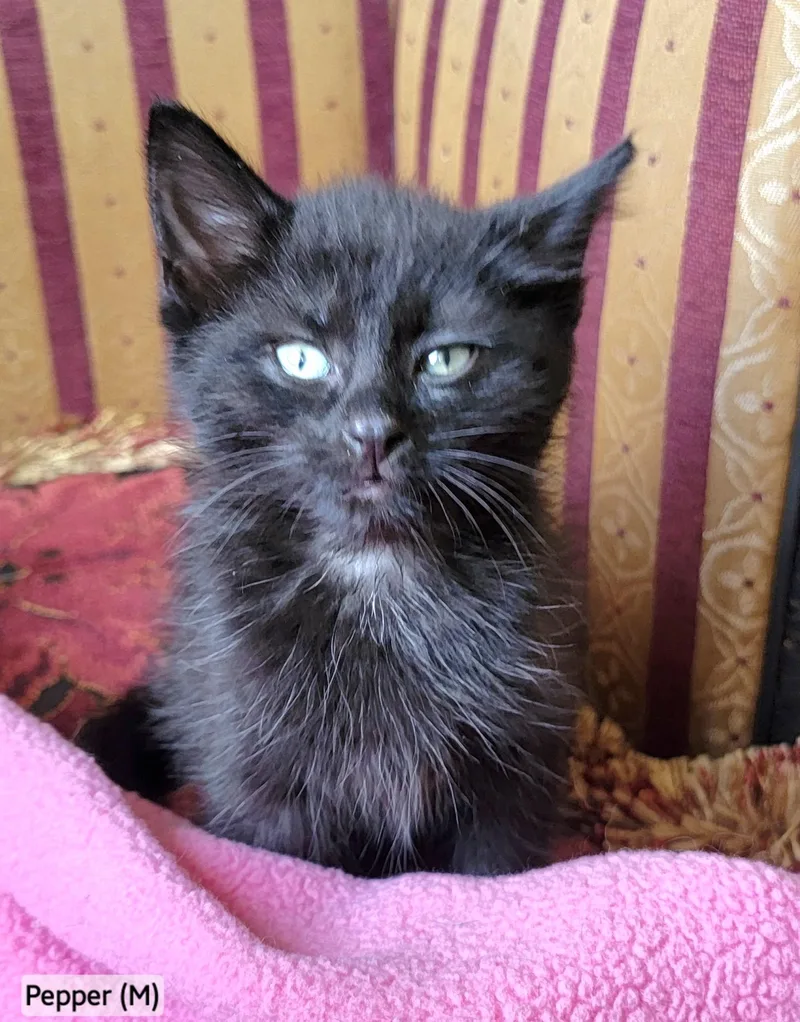 A baby large-sized male Black Domestic Long Hair cat named Pepper for adoption in Rochester Hills, MI