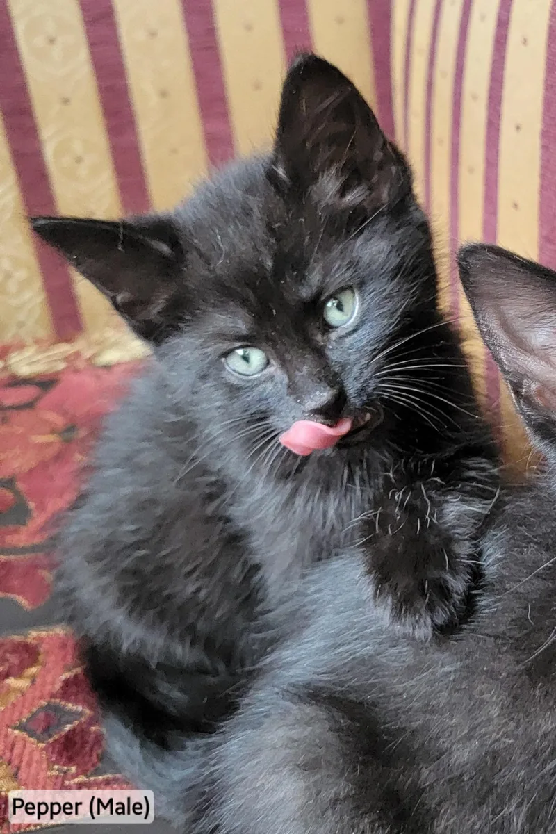 Pepper thumbnail 2