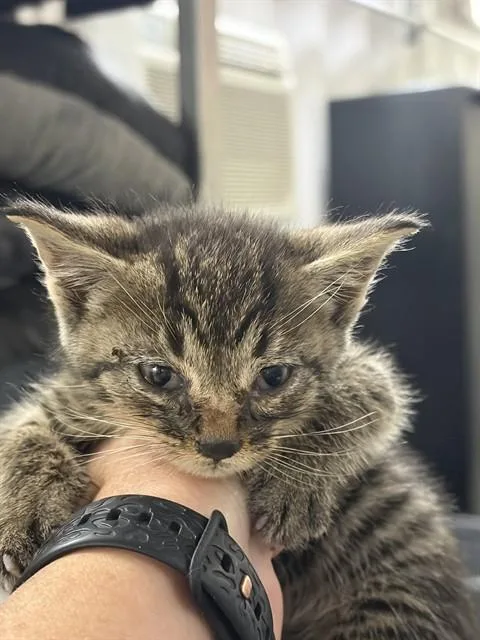 A baby large-sized male Domestic Short Hair cat named Mocha for adoption in Chester, SC