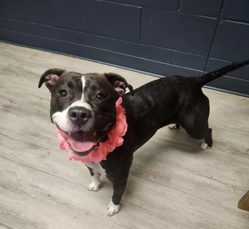 A young medium-sized female Brindle Pit Bull Terrier dog named Lil Mama for adoption in Mansfield, OH