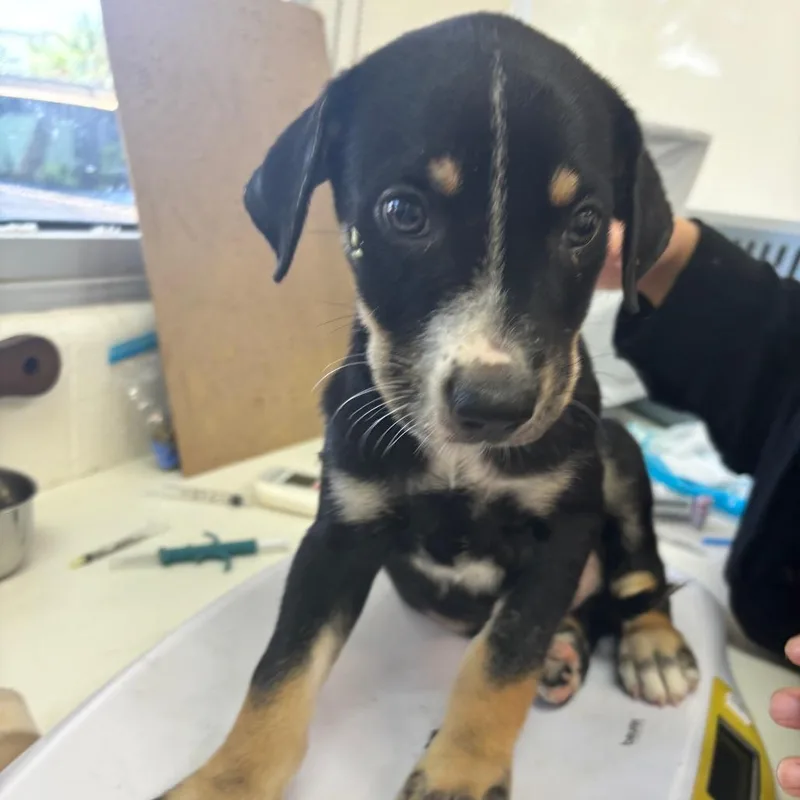 A baby small-sized male Black Shepherd dog named Mint for adoption in Corpus Christi, TX