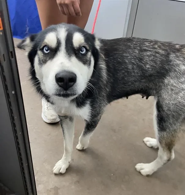 A young large-sized female Mixed Breed dog named Kia for adoption in Dallas, TX
