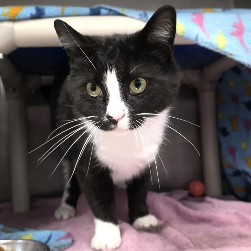 An adult large-sized male Black Domestic Short Hair cat named Robby Robinovich for adoption in Fort Wayne, IN