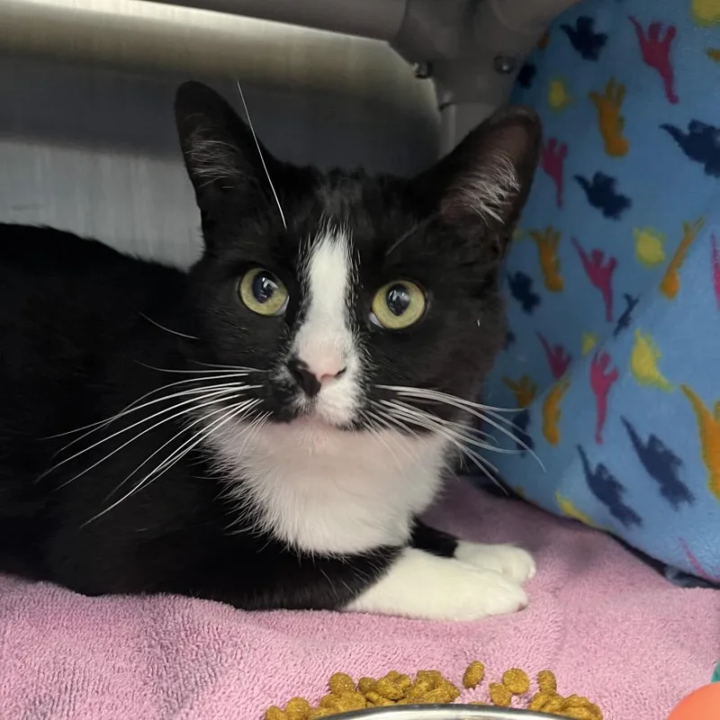 Robby Robinovich thumbnail 2