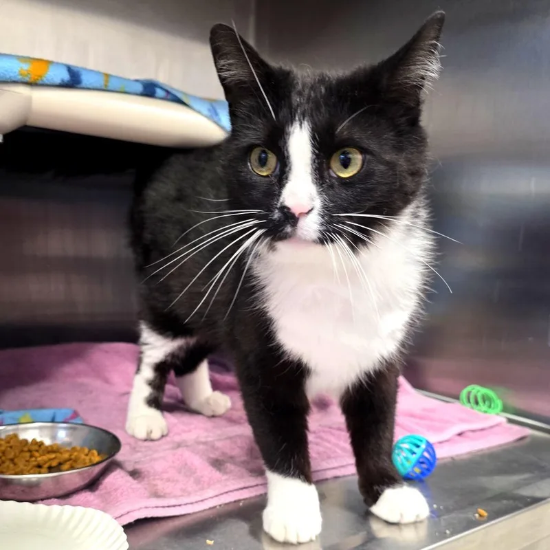 Robby Robinovich thumbnail 3