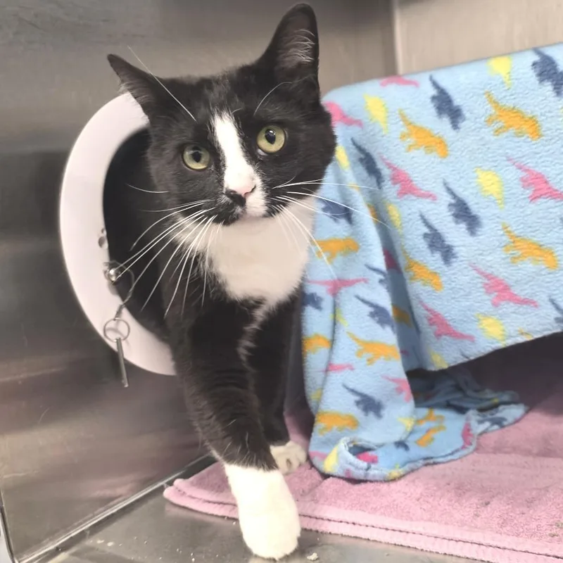 Robby Robinovich thumbnail 4